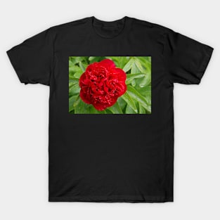 Red Peony T-Shirt